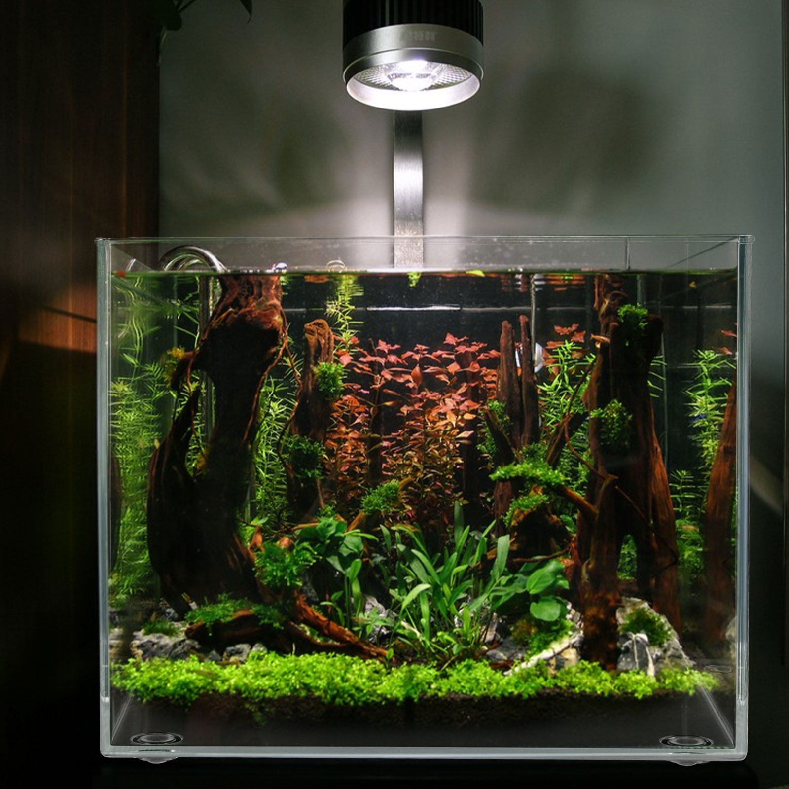 Desktop Mini Aquarium for Bett - đánh giá và giá Planted Aquarium For Goldfish