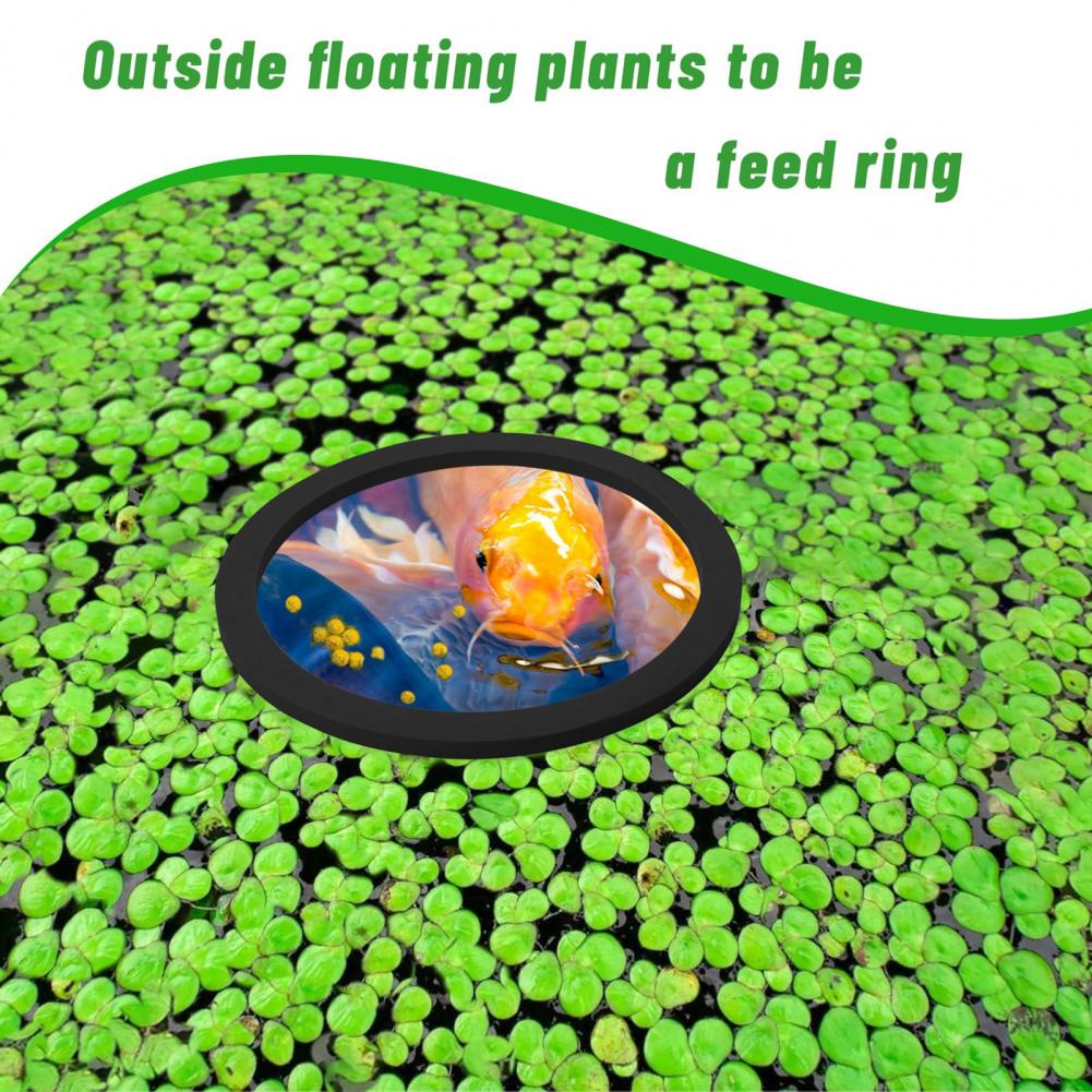 Eva Foam Floating Ring for Fis - đánh giá và giá Planted Aquarium For Goldfish