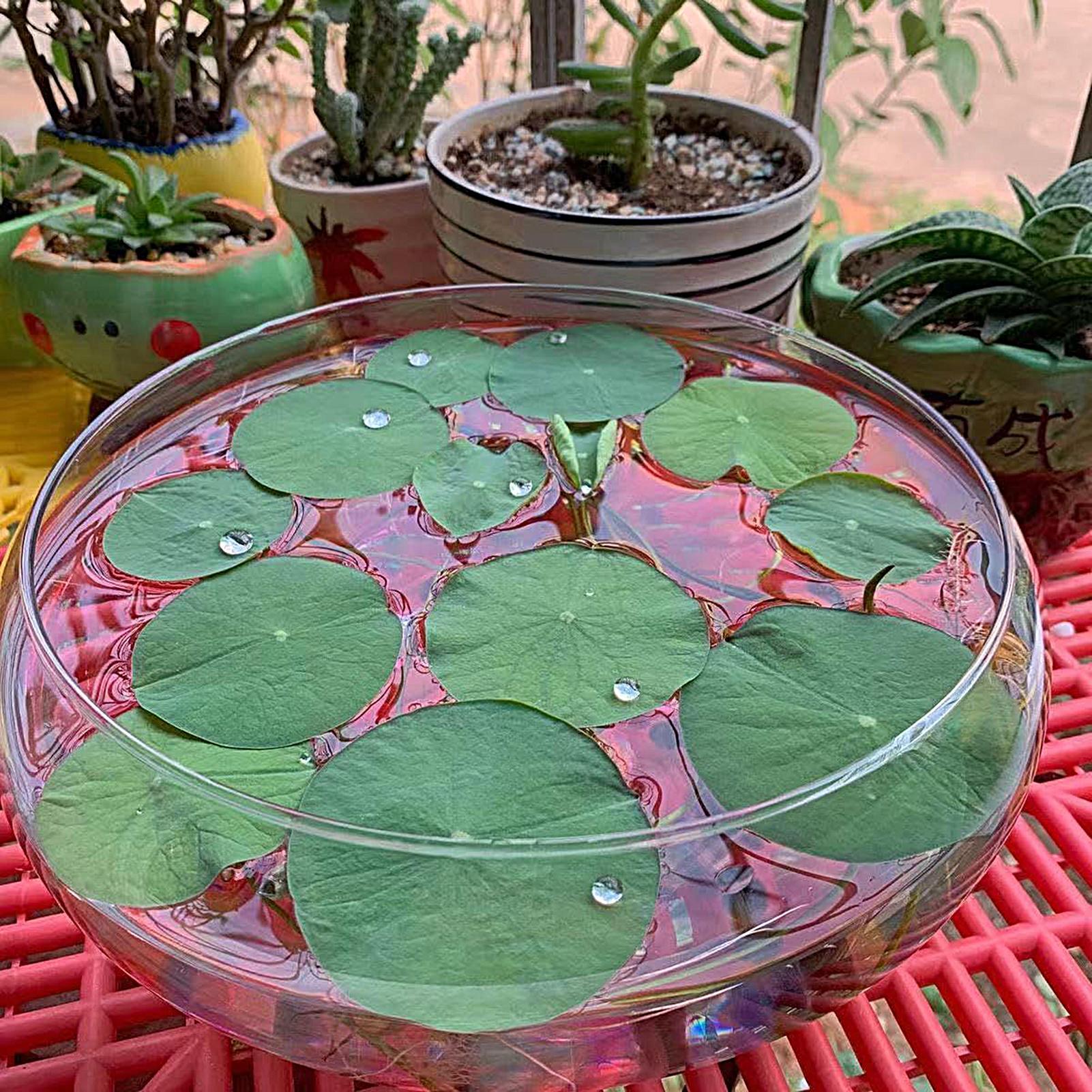 Fish Glass Bowl Glass Large Hy - đánh giá và giá Planted Aquarium For Goldfish